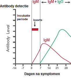 Antibody verloop bij Corona - Sneltest Antibody Corona